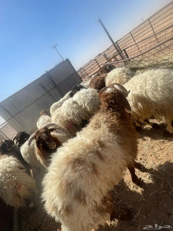 ذبايح نعيم - تيوس - حري 8