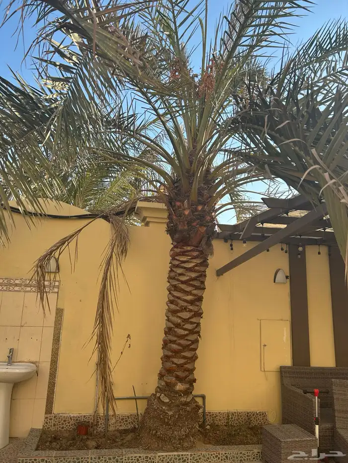 نخلتين وحده اخلاص وحده برحي 0
