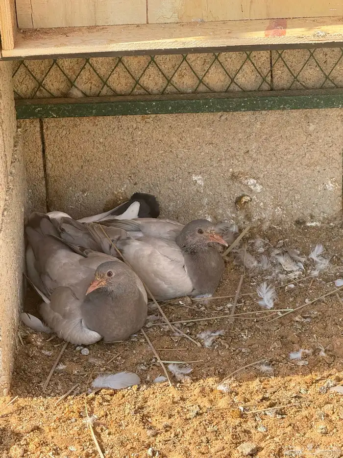 فراخ سلفر وفرنسي 0