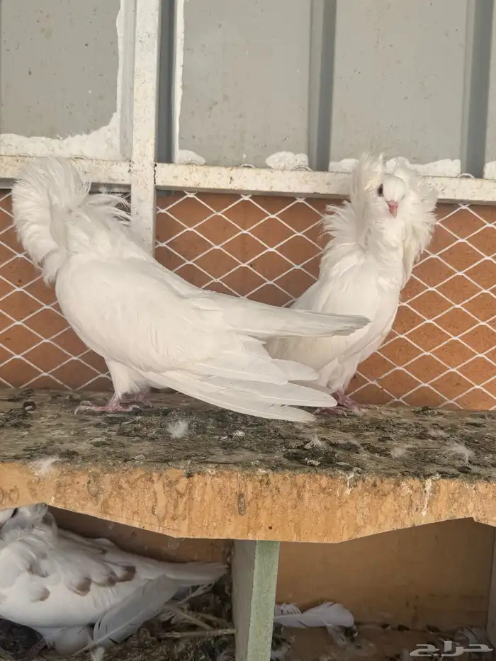 حمام بلجيكي للبيع 0