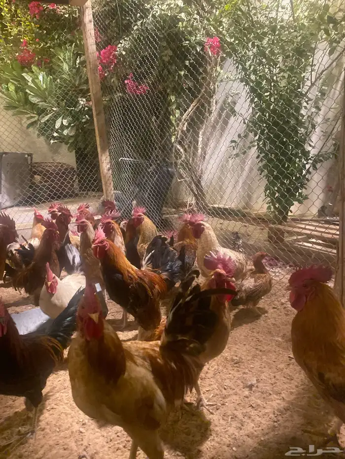 ديك بلدي 1
