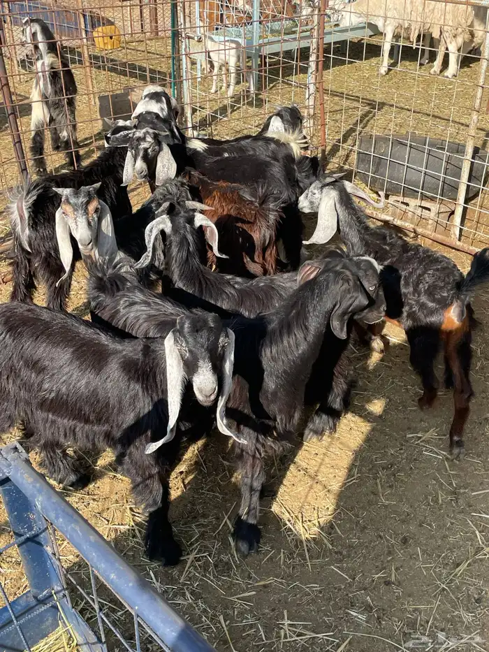 تيوس وجفرات 4