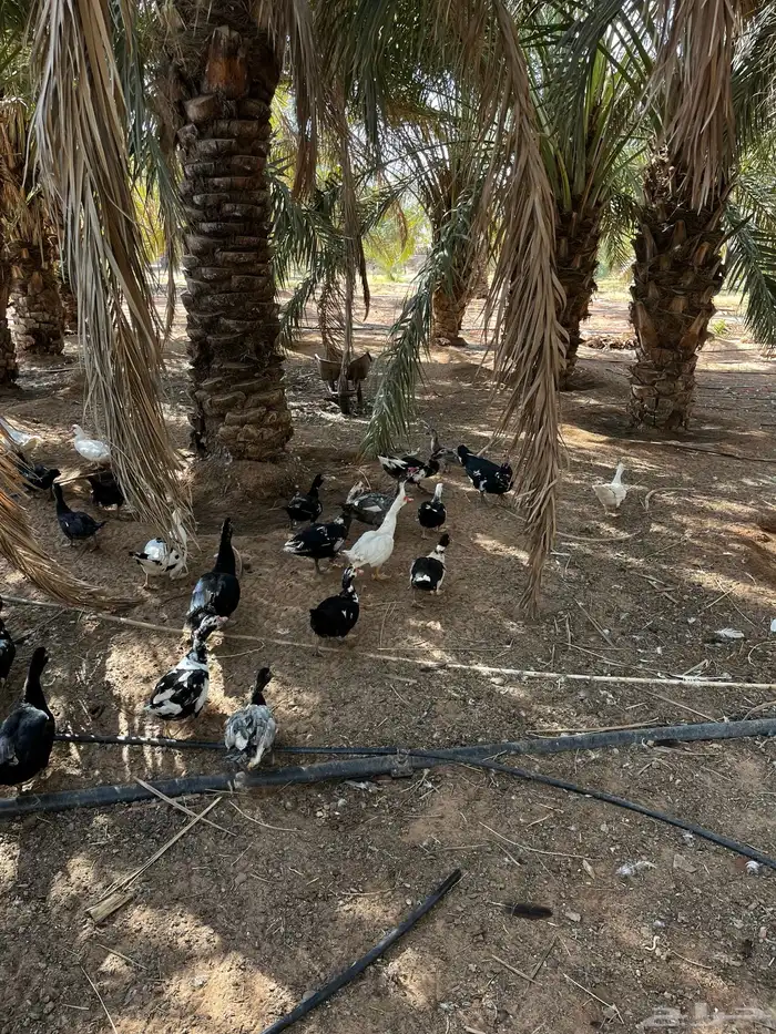 بط بح 2