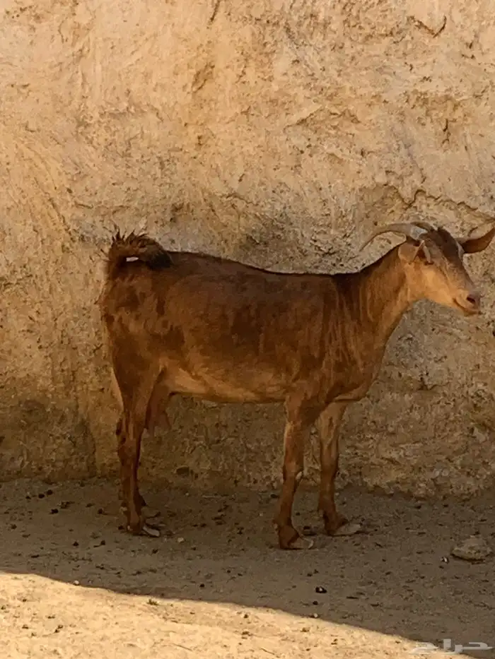 ثنتين معزا حص وعليها تيس وجفره وفحل عارضي 11