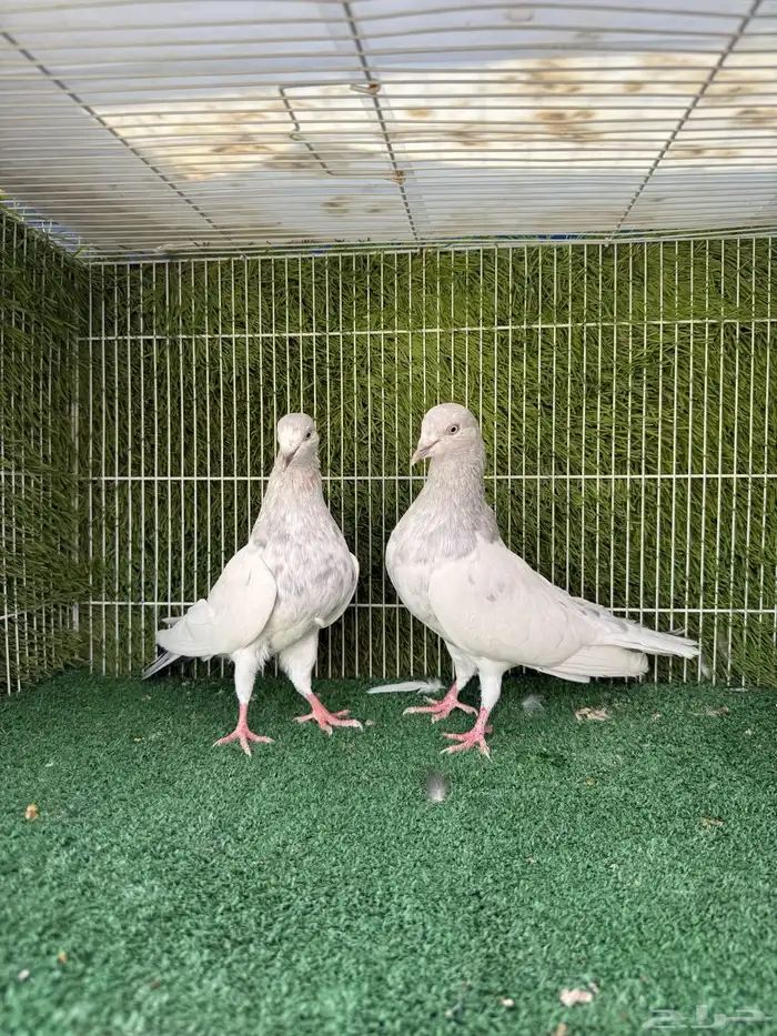 زوج سليتي باكستاتي 1