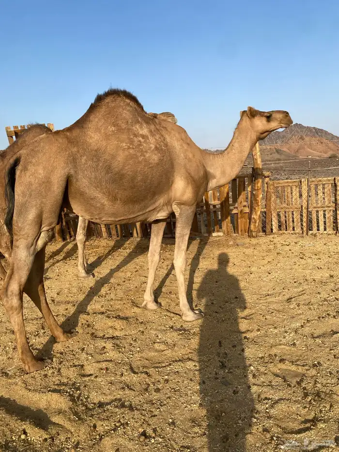 لقحات حمر ساحليات بواخر نياق القاني الحد من7500تمم البيعع 5