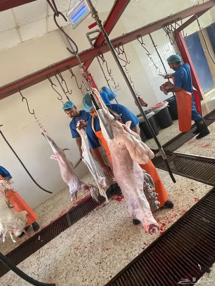 ذبايح نعيم - تيوس - حري 4