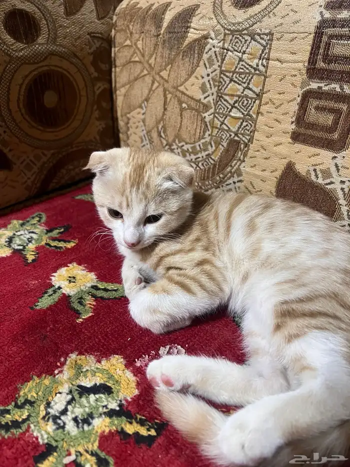 قطه للبيع سكوتش 4