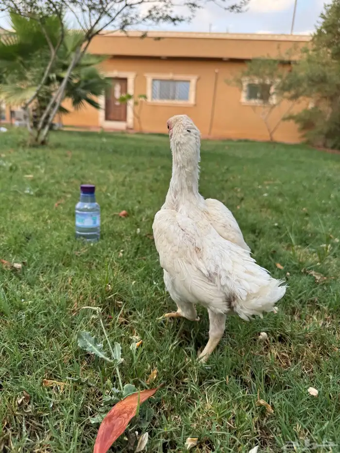 للبيع دجاجه فارسي قزم 0