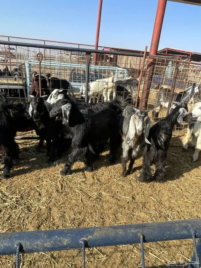 تيوس وجفرات 23