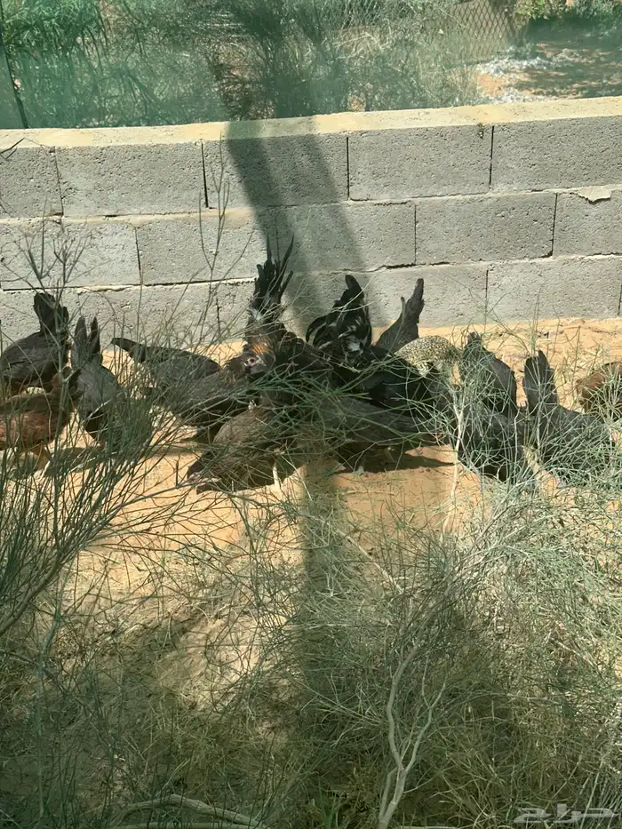 للبيع دجاج بلدي 2