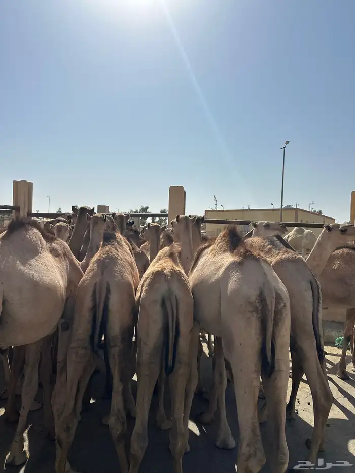 قعدان صومالي جديده. العدد 100 4