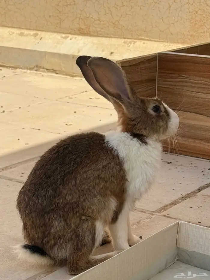 أرنب 2