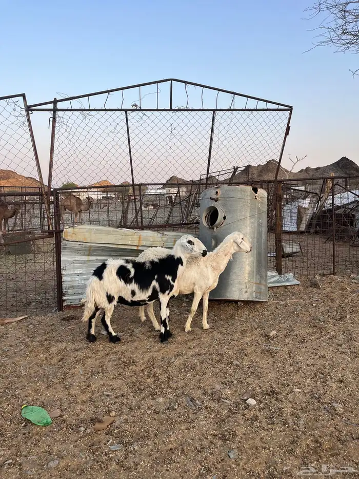 للبيع ضان طيبات 6
