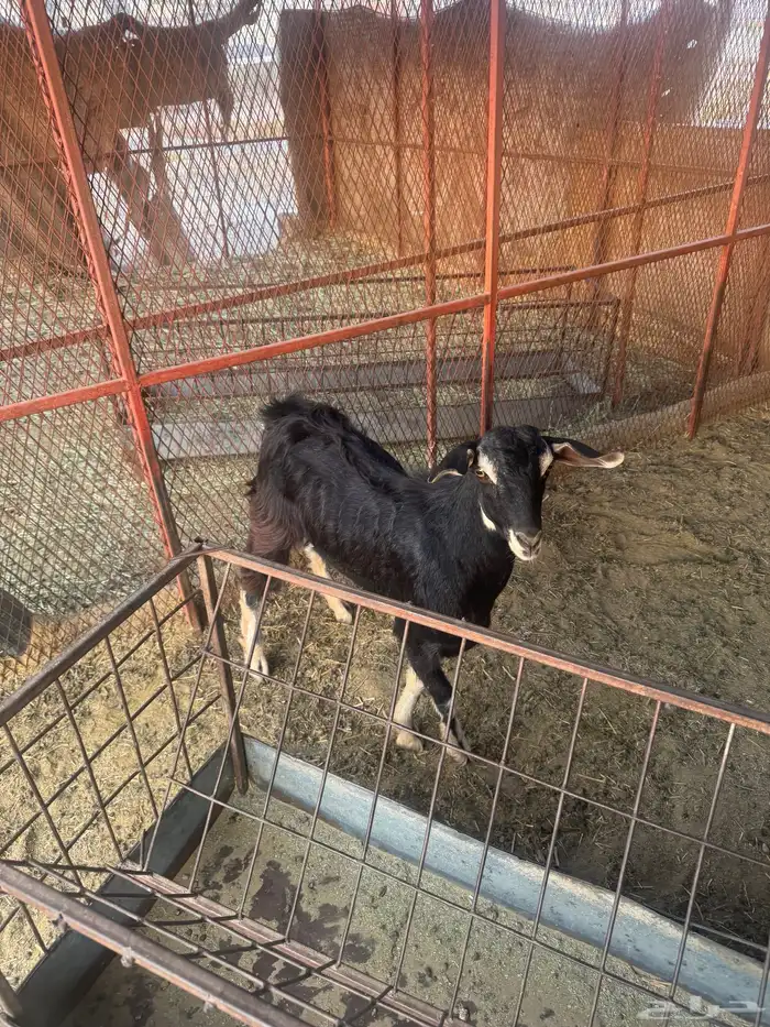 تيس اجم حو ذبيحة او مشروع فحل 4
