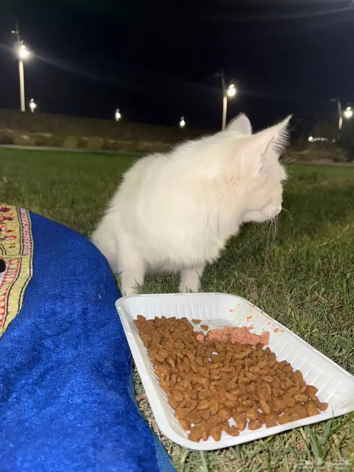 قطه تبني 4