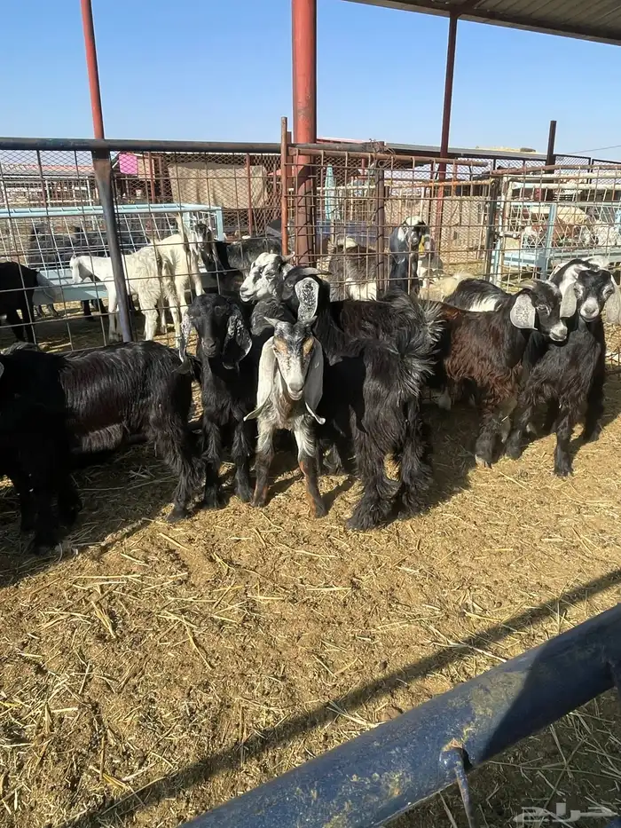 تيوس وجفرات 21