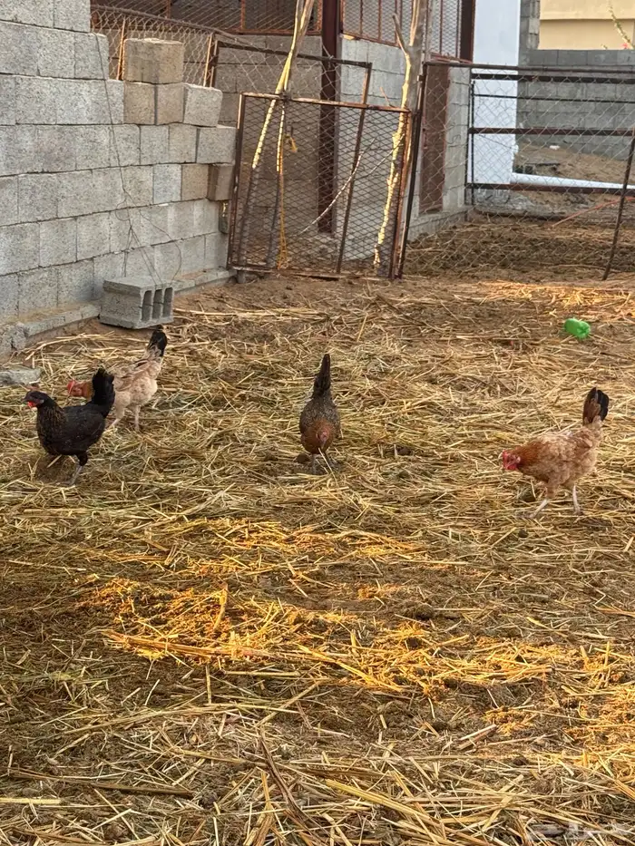 دجاج بلدي ( تم البيع) 1