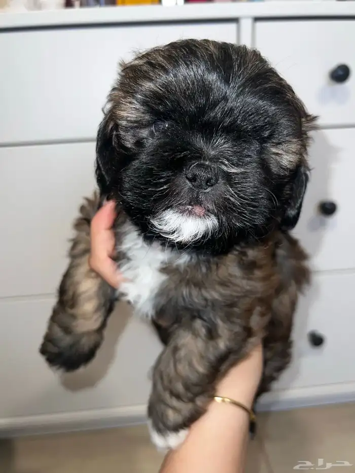 Shih tzu for adoption 2