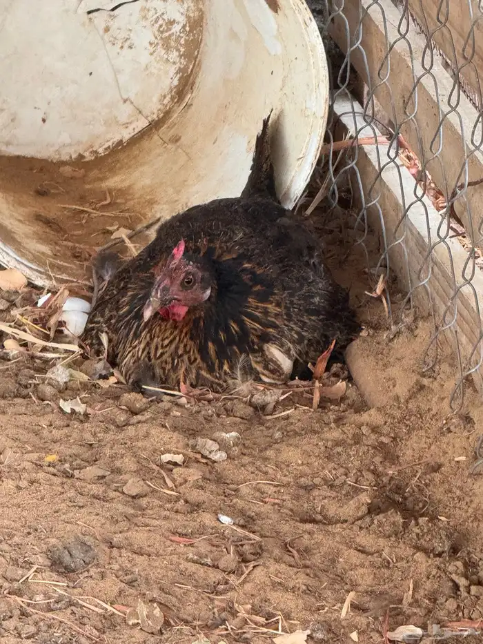 دجاج بلدي ( تم البيع) 2