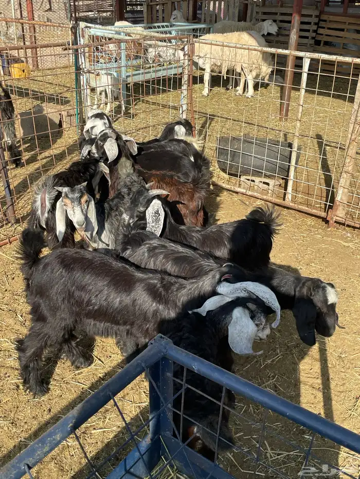 تيوس وجفرات 3