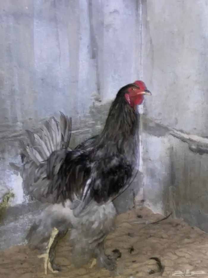 للبيع دجاج براهما أمريكي 3