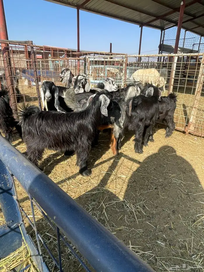 تيوس وجفرات 15