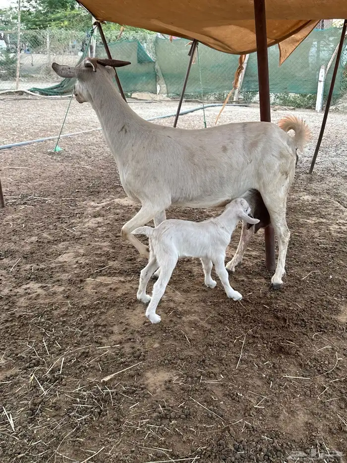 عنز بيشيه عفرا فاخره تحتها تيس 5