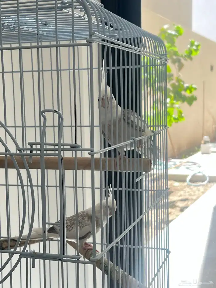 زوج كروان 3
