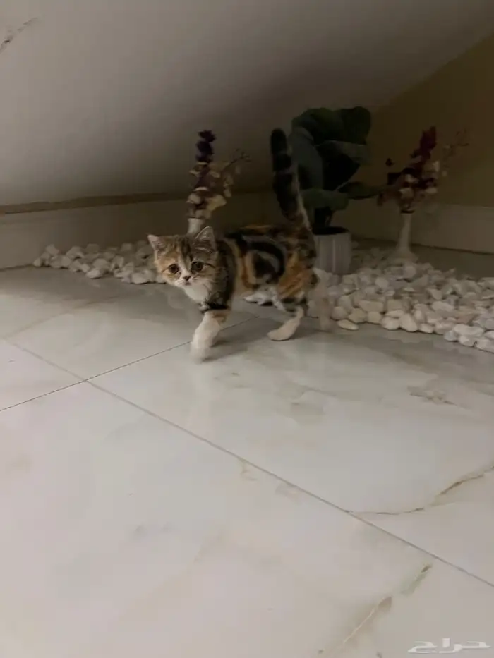 قطوة انثى 2