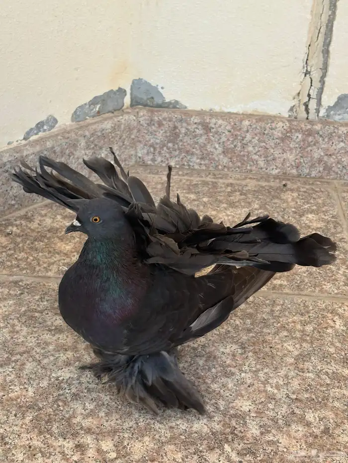 حمام شمسي 0