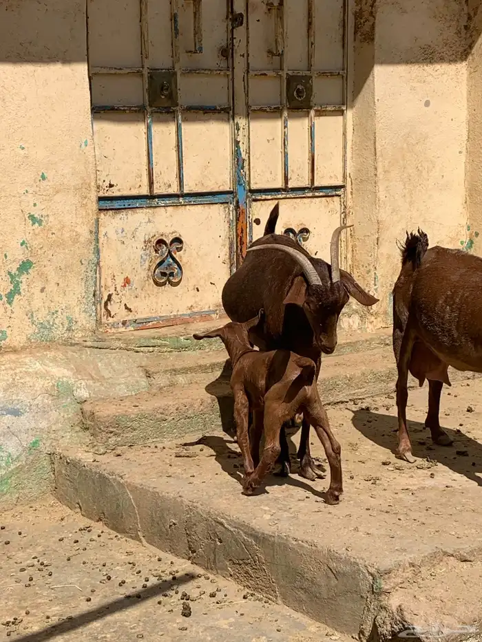 ثنتين معزا حص وعليها تيس وجفره وفحل عارضي 12