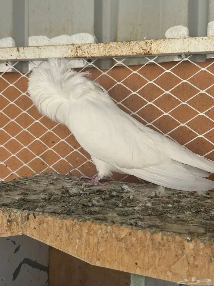 حمام بلجيكي للبيع 7