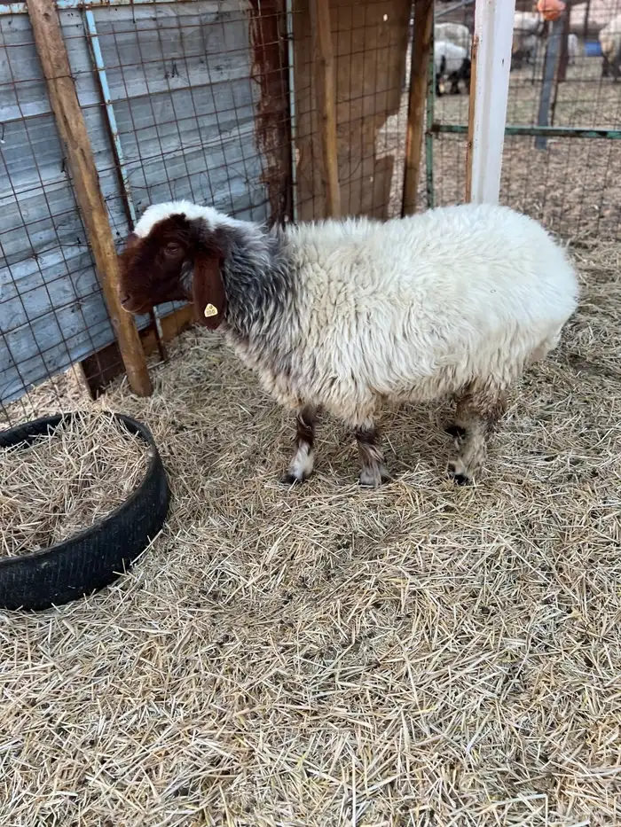 شاه حايل تم البيييع 2