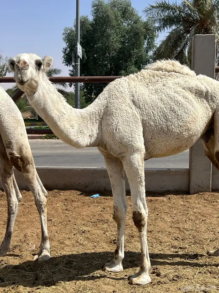 قعود باتلي جده حاكم بن قريع وسليم من العذاريب 0