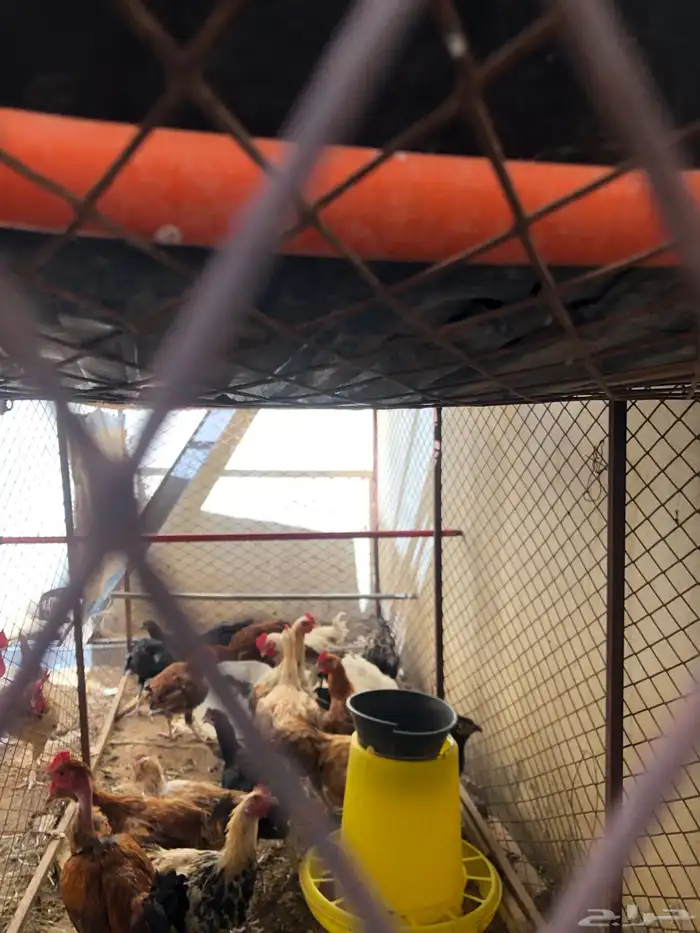 ديوك 1