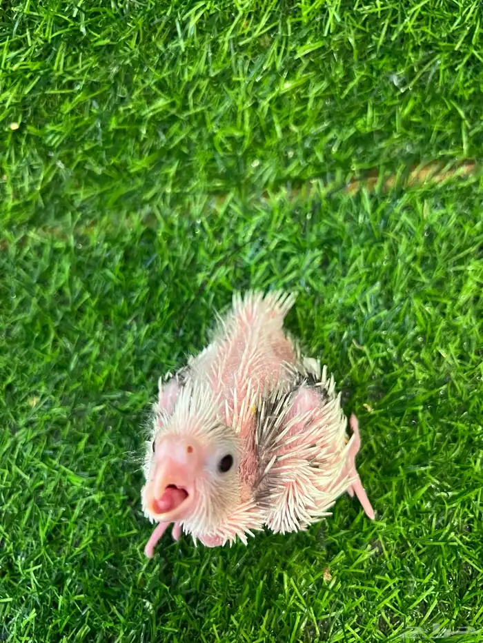 فرخ كروان هولندي هيفي بايد ( تم البيع ) 2