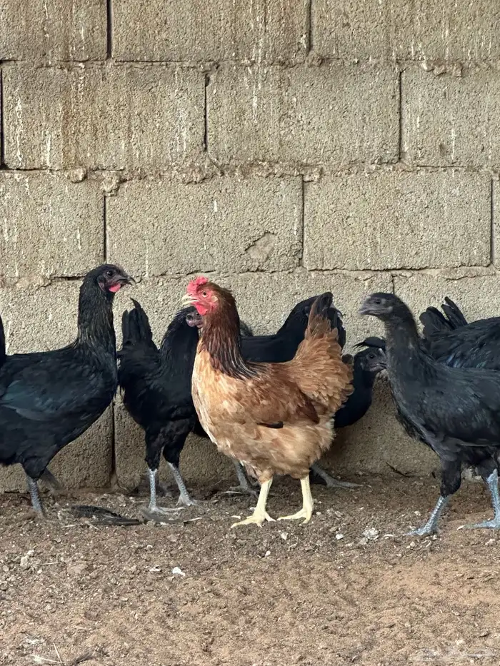 دجاج تركي اسود 12