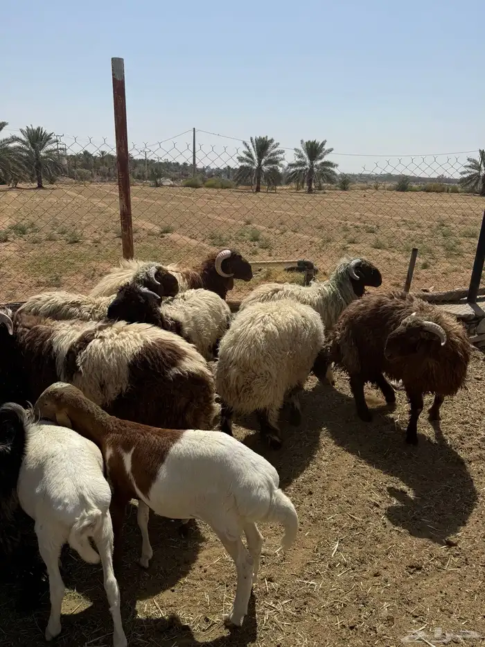 ذبائح طليان تيوس 0