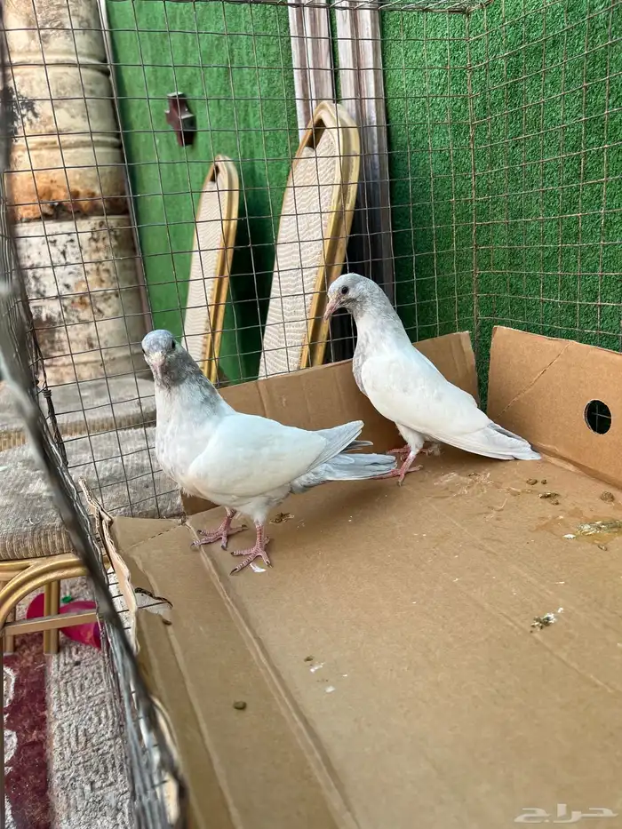 حمام بكستاني طبات 7