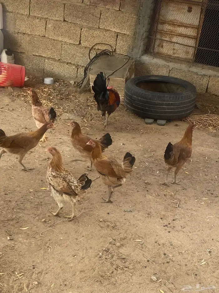 دجاج بلدي كفو 2