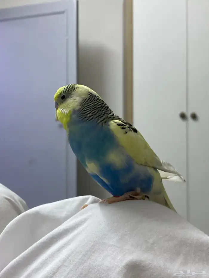 أقبل التبديل بأي عصفور ثاني 0