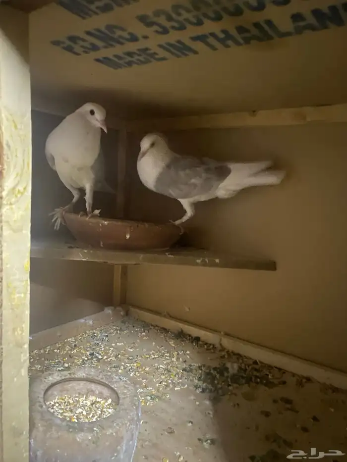 حمام نفاخ قلم 0
