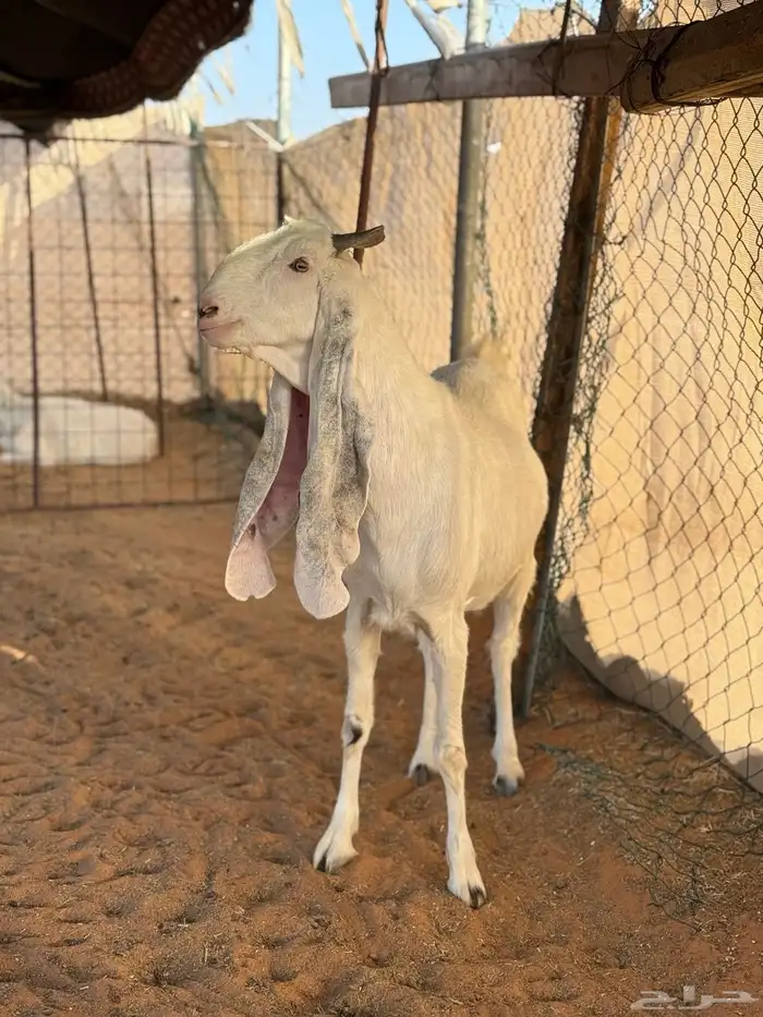 عنز برصا دافع طيبه 1