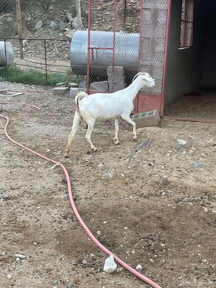 معزا بررص دفيع فواخر تم البيع 1