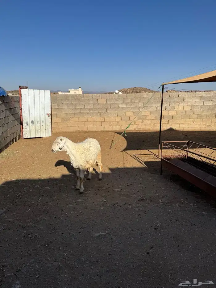 خروف للبيع 3