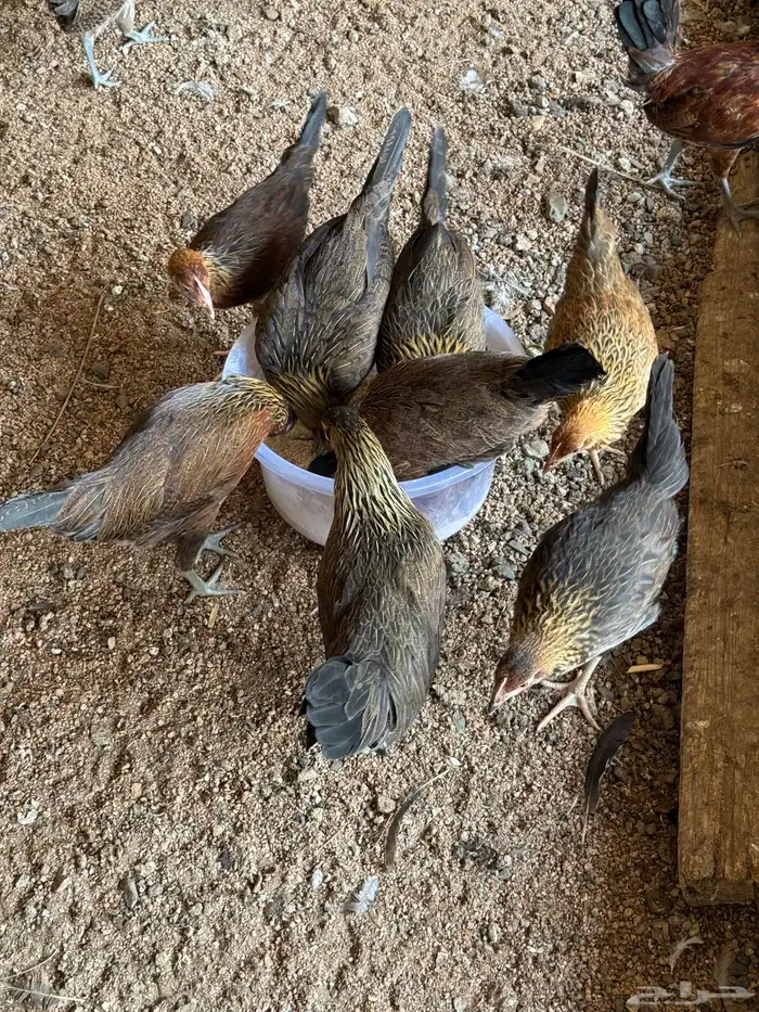 فروخ دجاج عربي اصيل 9