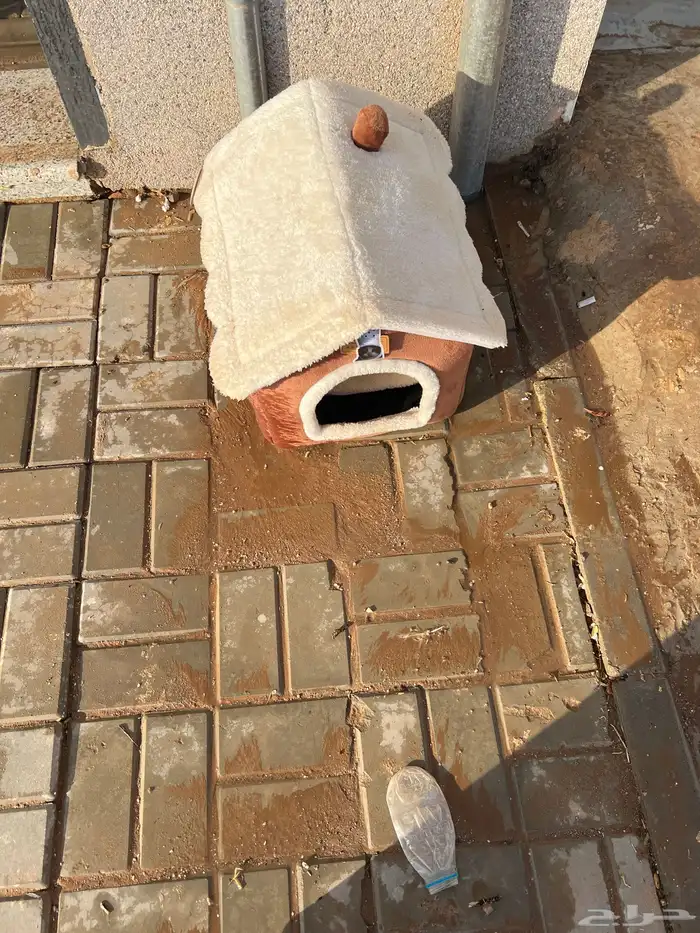 قطة للتبني الي يبغاها مع بيوتهم 6