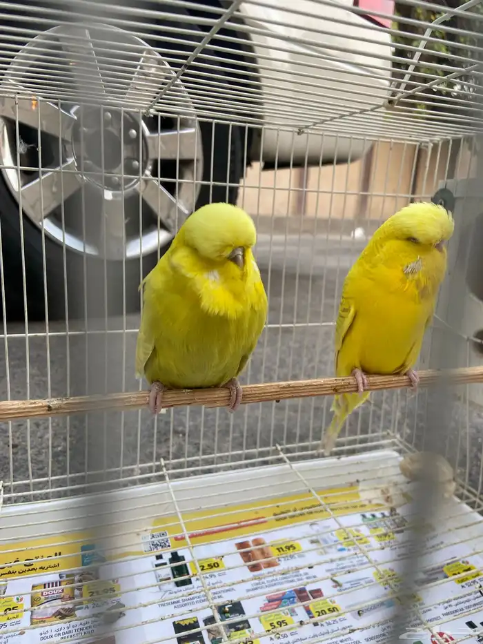 زوج اجليزي لاس ونج حجم فاخر 3