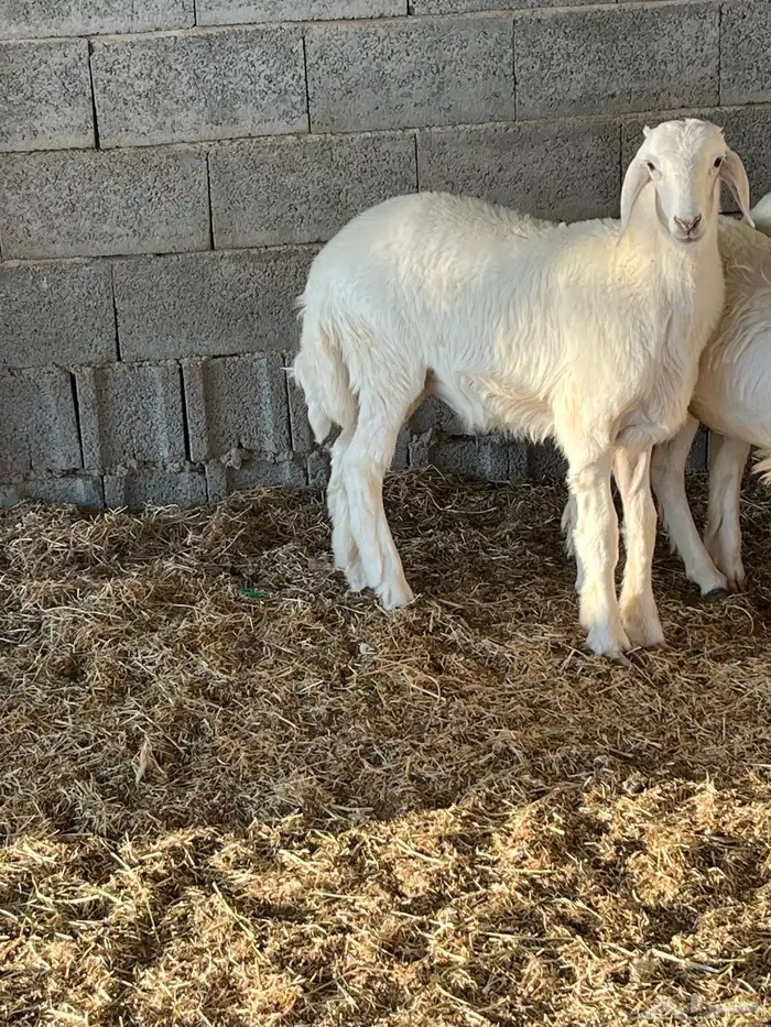 طليان حريات 1